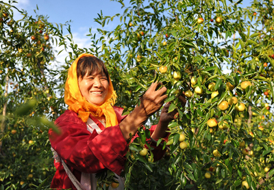 河北黃驊 金秋時節(jié)冬棗飄香