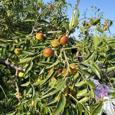 黃驊冬棗 個大皮薄，脆甜沁心的北方珍果